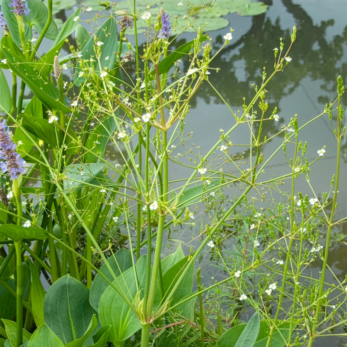 Alisma plantago-aquatica - Plantain d'eau - Racines nues