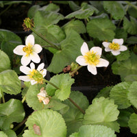 Populage blanc des marais - Bakker