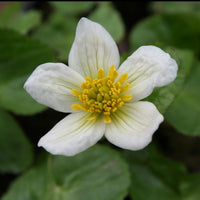 Populage blanc des marais - Caltha alba - Bakker