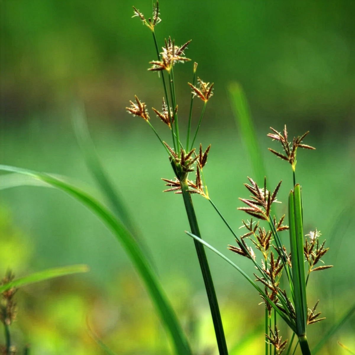Vente Souchet odorant - Cyperus longus