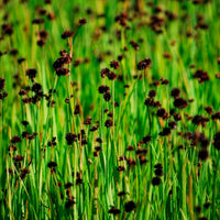 Jonc nain Jonc à feuille en épée - Juncus ensifolius - Bakker