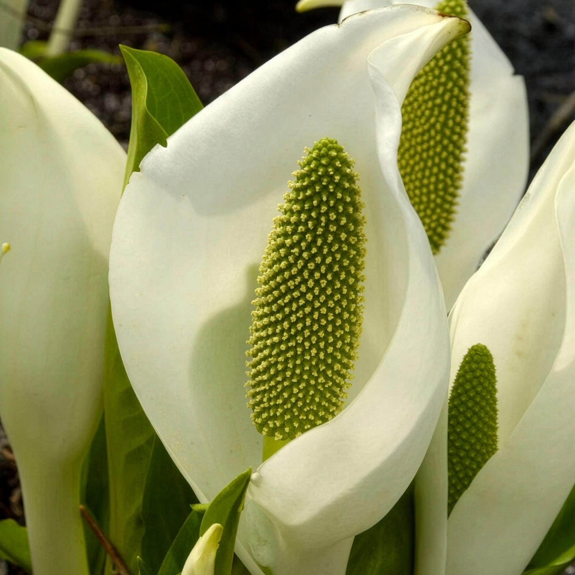 Arum bananier blanc - Lysichiton camtschatcensis - Bakker