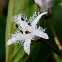 Trèfle d'eau - Menyanthes trifoliata - Bakker