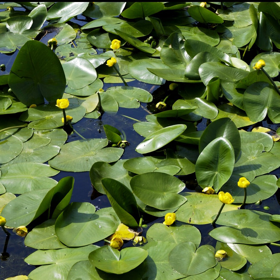 Vente Nénuphar commun - Nuphar lutea