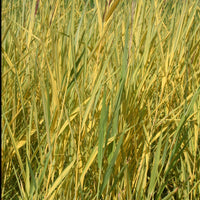 Roseau panaché - Phragmites australis variegatus - Bakker