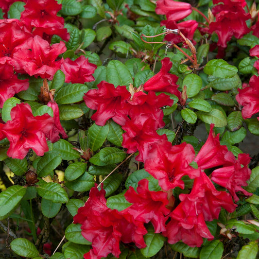 Rhododendron Scarlet Wonder - Bakker