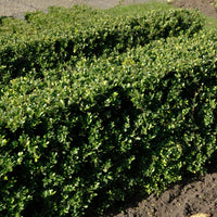 Houx du Japon - Ilex crenata Dark Green - Houx japonais - Bakker