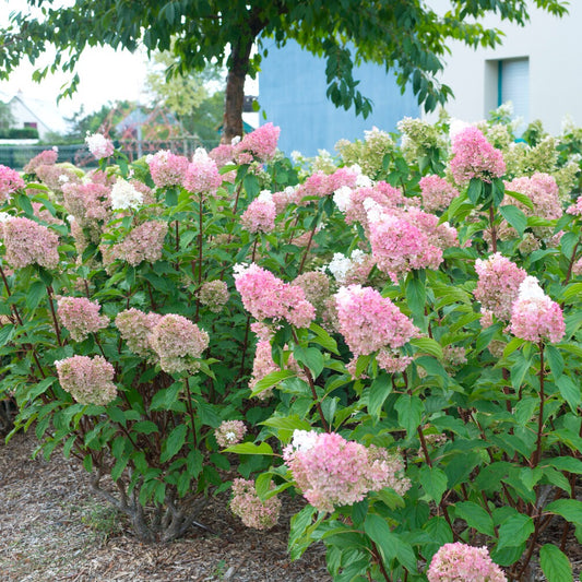 Hortensia paniculé SUNDAE FRAISE® Rensun