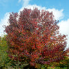 Copalme d'Amérique - Liquidambar - Bakker