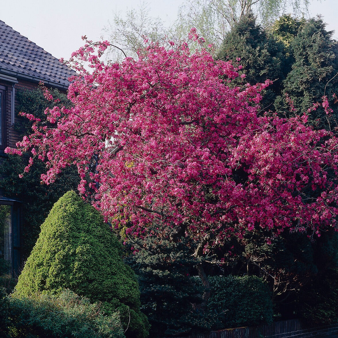 Pommier d'ornement Liset - Bakker