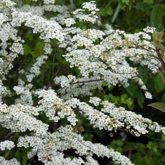 Spiraea dentelée