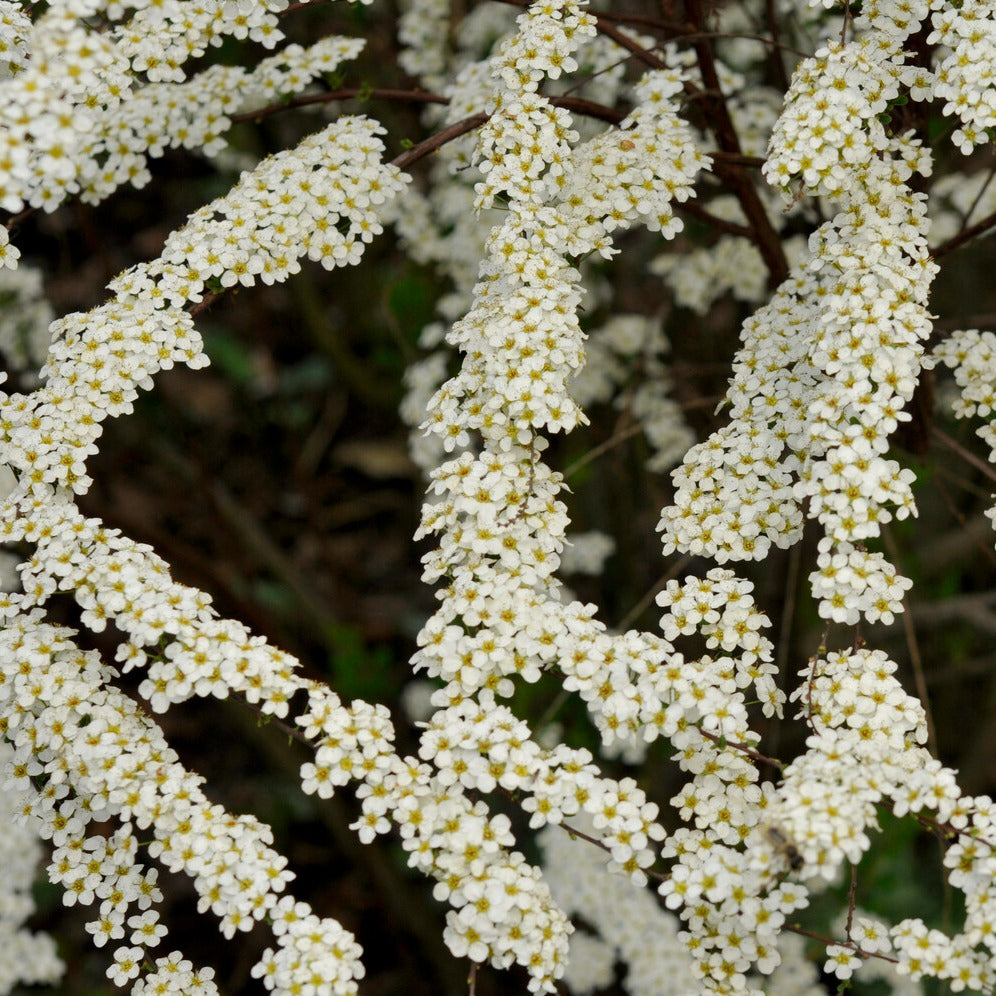 Spiraea dentelée - Spiraea arguta - Bakker