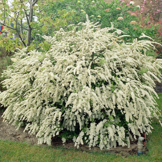 Spirée de vanhoutte - Bakker