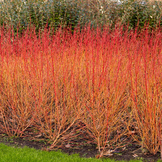 Cornouiller sanguin Midwinter Fire - Bakker