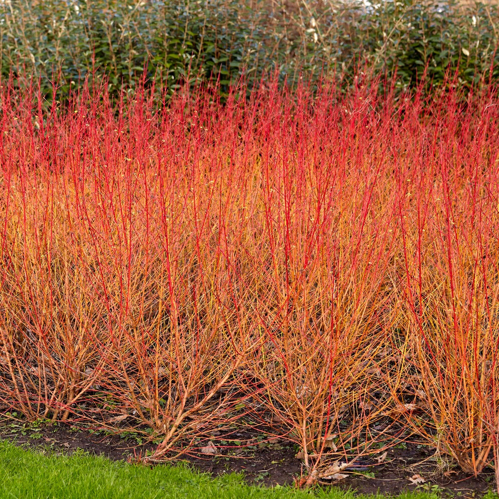 Cornouiller sanguin Midwinter Fire - Bakker