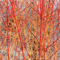 Cornouiller sanguin Midwinter Fire - Cornus sanguinea Midwinter Fire - Bakker