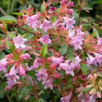 Abélia Edouard Goucher - Abelia Edward Goucher - Bakker