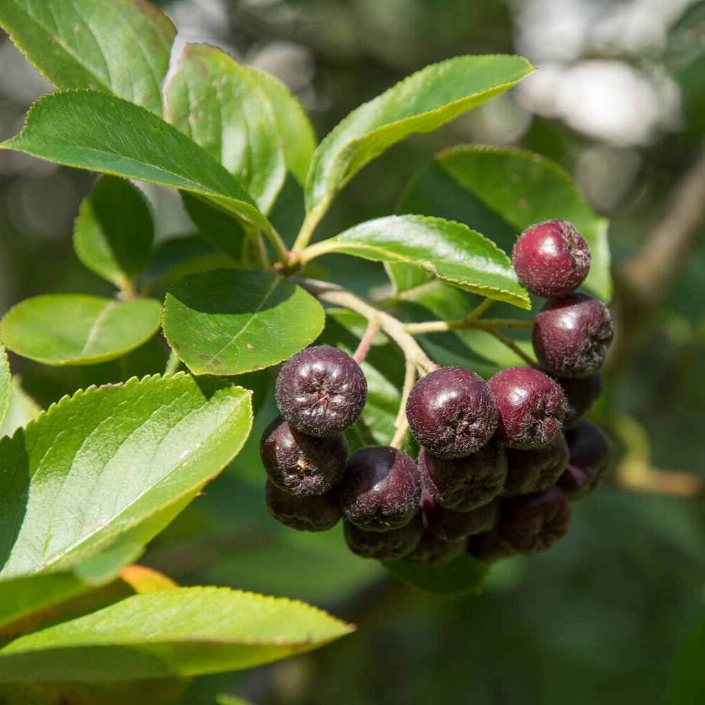 Arbustes - Aronia à fruits noirs - Aronia melanocarpa
