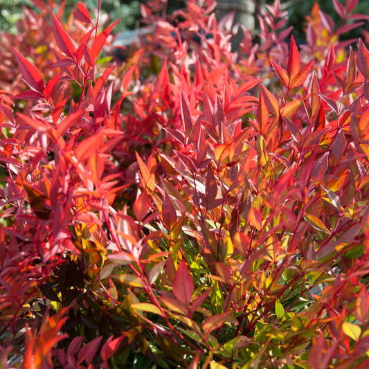 Bambou sacré orange cuivre - Bakker