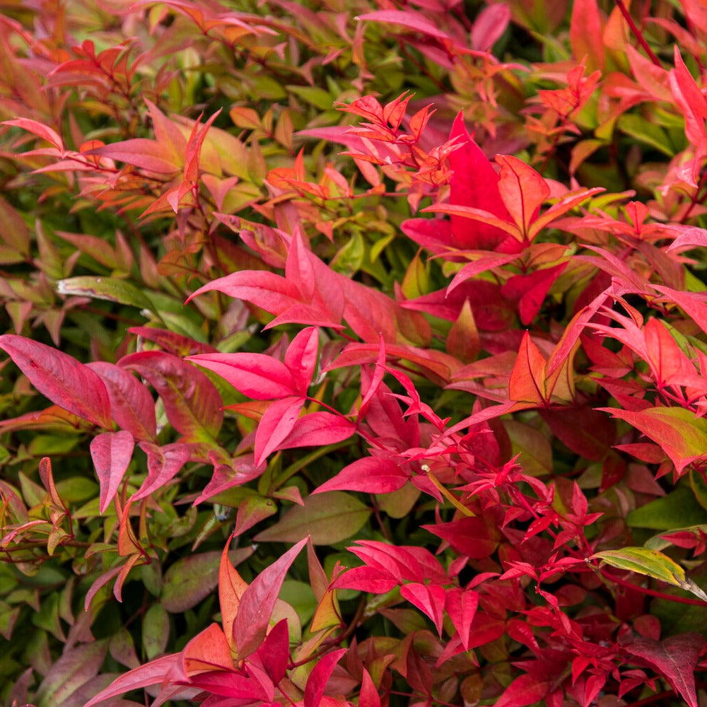 Vente Bambou sacré orange cuivre - Nandina domestica Gulf Stream