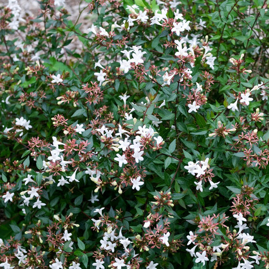 Abélia à grandes fleurs Sherwood - Bakker