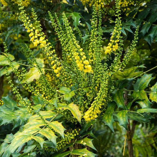 Mahonia media Winter Sun