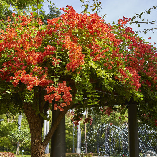 Bougainvillier Orange - Bakker