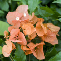 Bougainvillier - Bougainvillier Orange - Bougainvillea orange