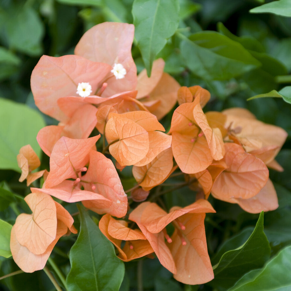 Bougainvillier - Bougainvillier Orange - Bougainvillea orange