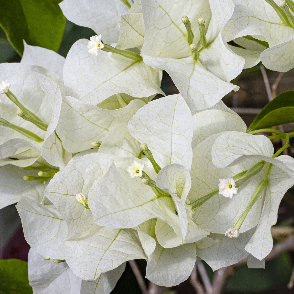 Vente Bougainvillier blanc - Bougainvillea white