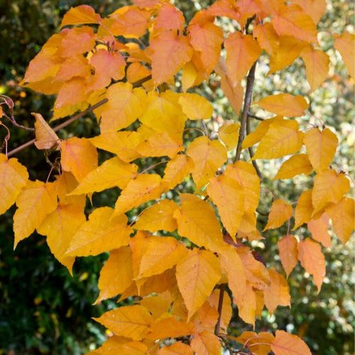 Erable du père David - Acer davidii - Bakker