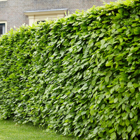 Hêtre commun - Bakker