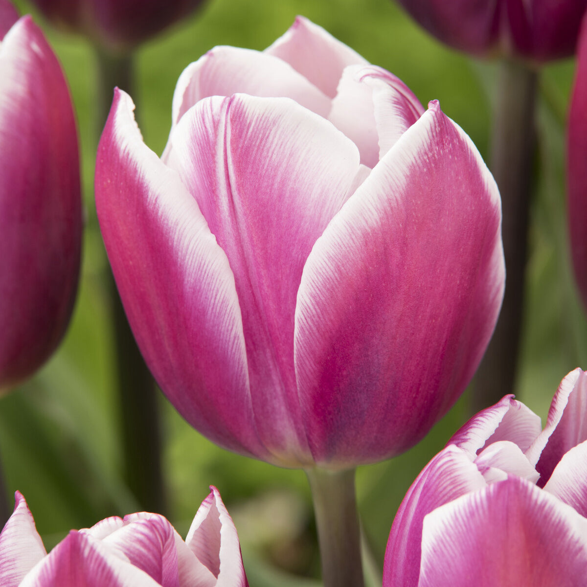 10 Tulipes Triomphe Synaeda blue - Tulipa Synaeda Blue - Bakker