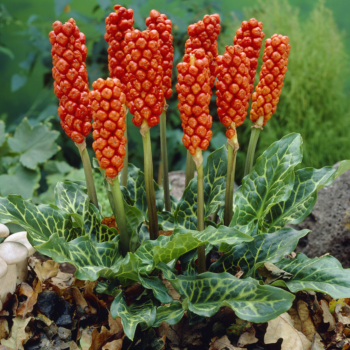 Bulbes d'Arum - 3 Gouets commun - Arum italicum