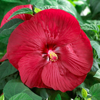 Hibiscus des marais Luna red - Hibiscus moscheutos Luna Red - Bakker