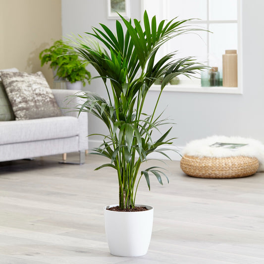 Palmier Kentia Howea forsteriana - Bakker