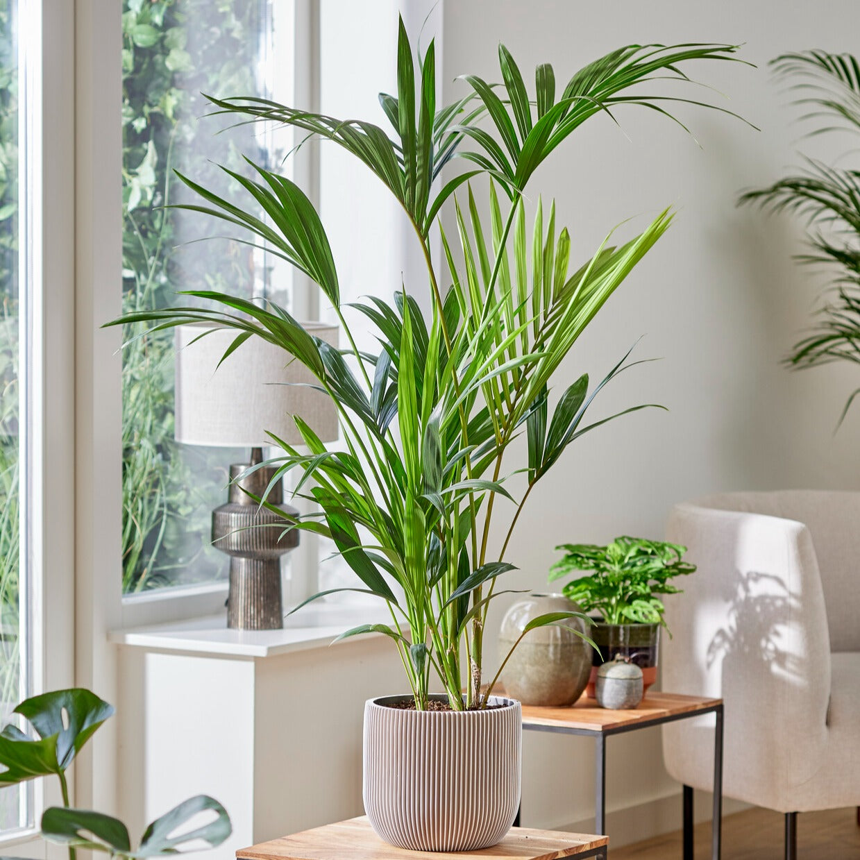 Vente Palmier Kentia Howea forsteriana - Howea forsteriana