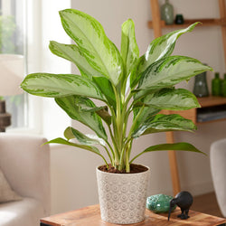 Bakker - Aglaonema 'Silver Bay' gris-vert - Aglaonema silver bay - Plantes d'intérieur