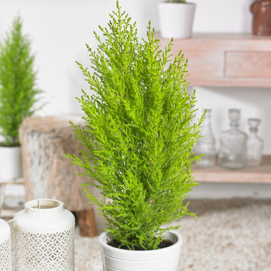 Chambre Cupressus  'Goldcrest Wilma' - Bakker