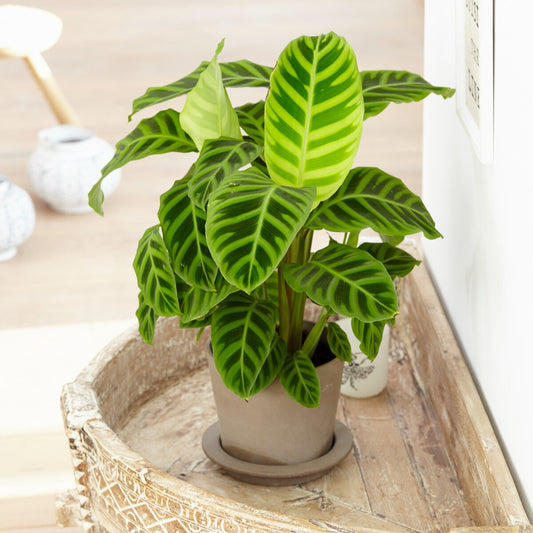 Calathea  zebrina - Bakker