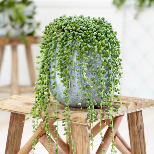 Plante collier de perles Senecio rowleyanus avec pot suspendu en plastique  - Plante suspendue - Bakker