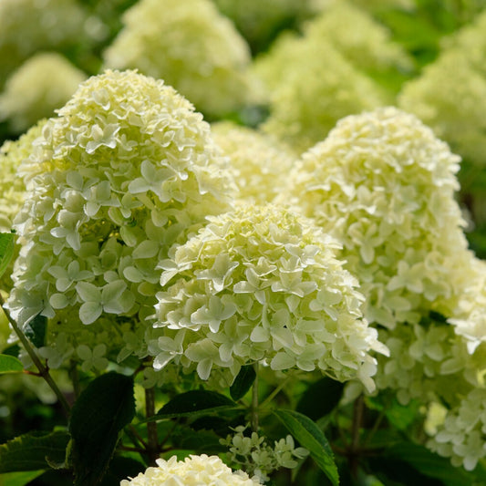 Hortensia paniculé 'Whitelight'