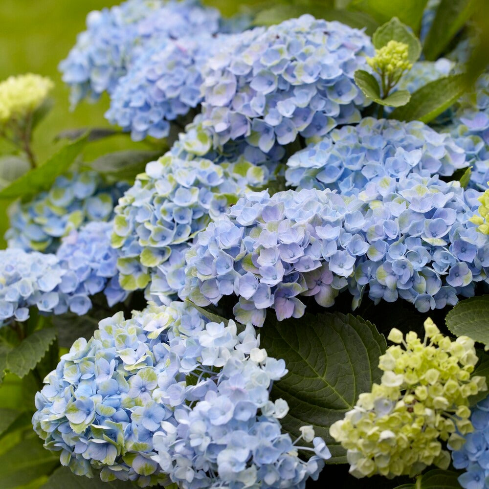 Hydrangea macrophylla Revolution Blue - Hortensia 'Revolution Blue' - Hortensia macrophylla
