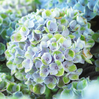 Hortensia 'Revolution Blue' - Hydrangea macrophylla Revolution Blue - Bakker