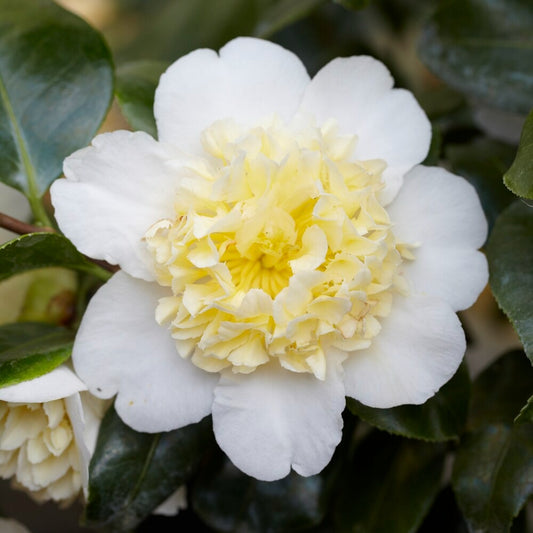 Rose du Japon Camellia 'Brushfields Yellow' blanc-jaune - Bakker