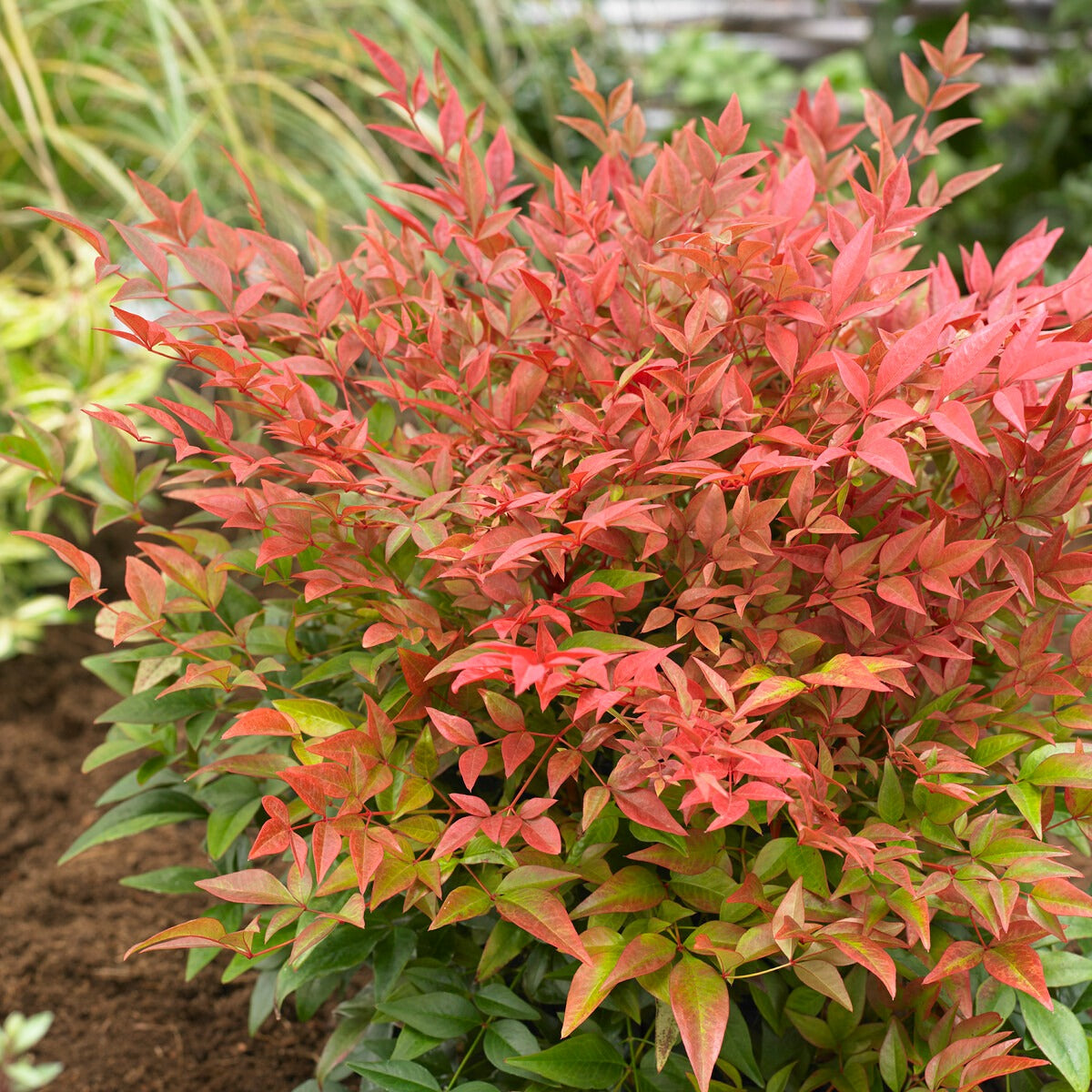 Bambou sacré 'Obsessed' - Nandina domestica obsessed'® - Bakker