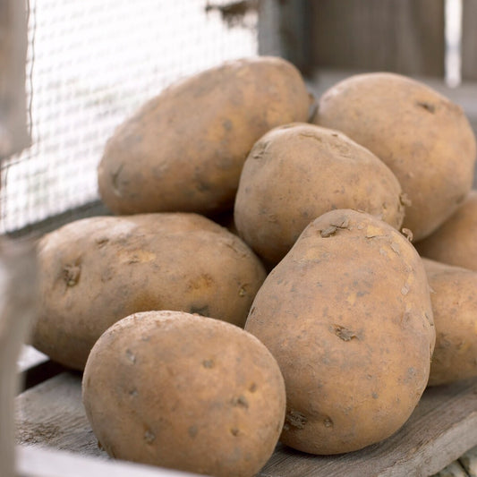 25 Pommes de terre Nicola - Bakker