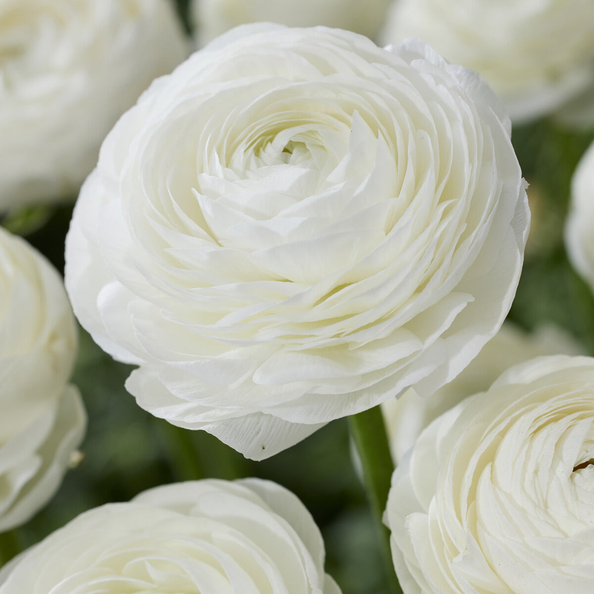 Ranunculus white - 10 Renoncules blanches - Bulbes de Renoncule