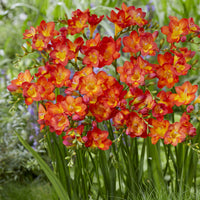 15 Freesia Simple Rouge - Freesia 'red' - Bakker