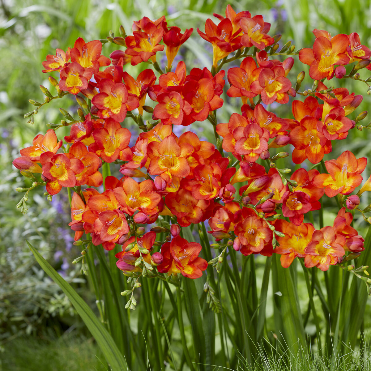 15 Freesia Simple Rouge - Freesia 'red' - Bakker